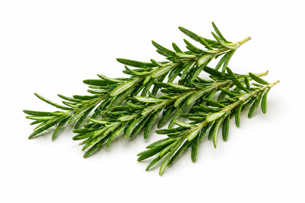 Rosemary Oil